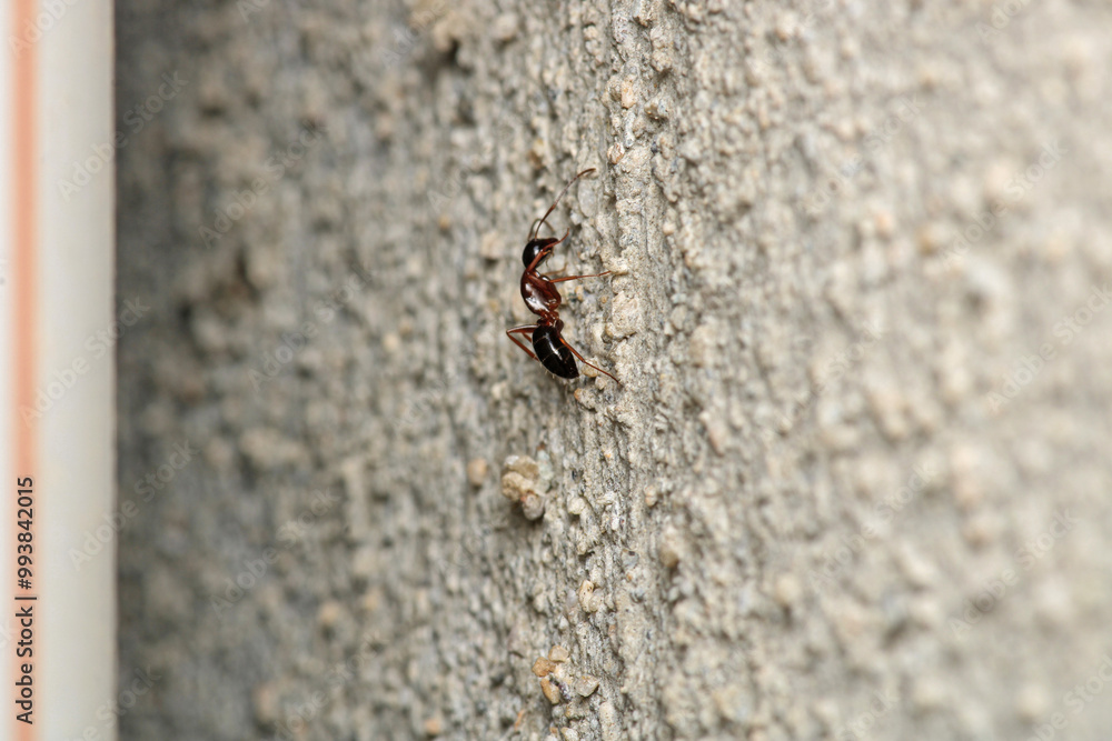 formica fusca ant insect macro photo formica fusca ant insect macro photo