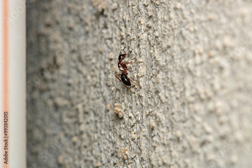 formica fusca ant insect macro photo