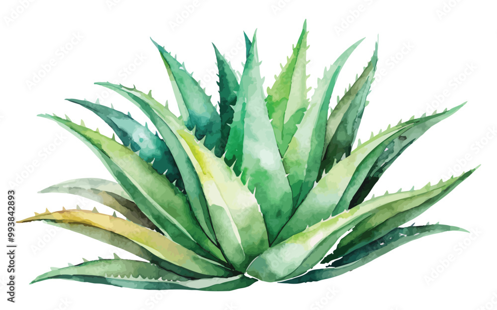 Fototapeta premium watercolor aloe Vera vector illustration