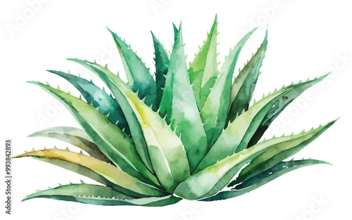 watercolor aloe Vera vector illustration