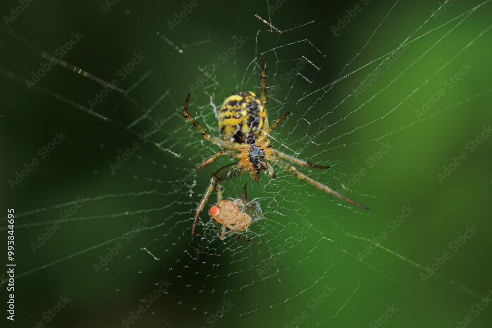 Natural Linyphia Triangularis Spider Macro Photo Natural Linyphia Triangularis Spider Macro Photo