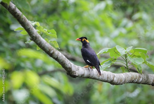 Photography photo of wild common hill myna bird