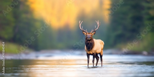 In the river, there is a bull elk