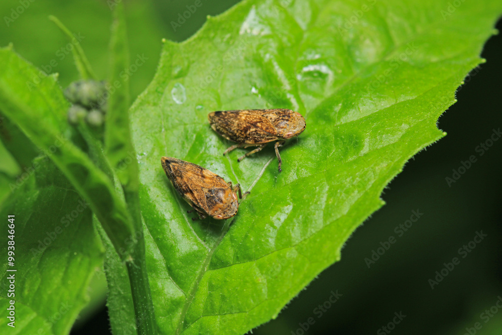 Obraz premium natural Passionvine hopper insect macro photo