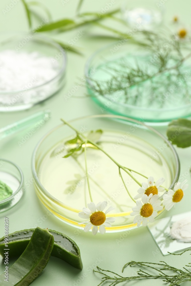 Petri dishes with leaves, chamomile flowers and cosmetic products on green background Petri dishes with leaves, chamomile flowers and cosmetic products on green background
