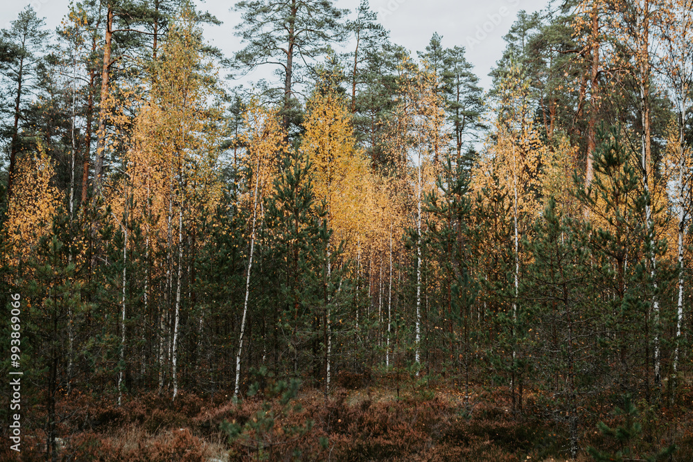 Thin young birch trees and pines are growing in the forest at autumn Thin young birch trees and pines are growing in the forest at autumn