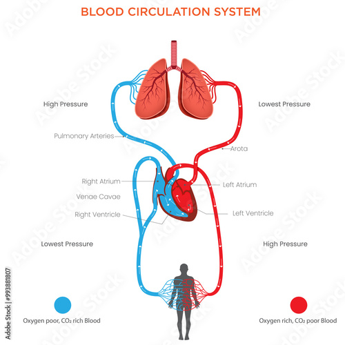 Blood Circulation System Pathways of Oxygenated and Deoxygenated Blood in the Body