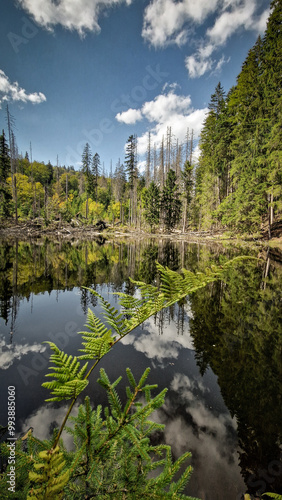 Фотография A peaceful view of Boubín Lake in the Boubín primeval forest in Šumava National Park