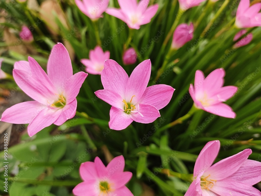 pink flowers in a garden with green leaves and a yellow center. pink flowers in a garden with green leaves and a yellow center.