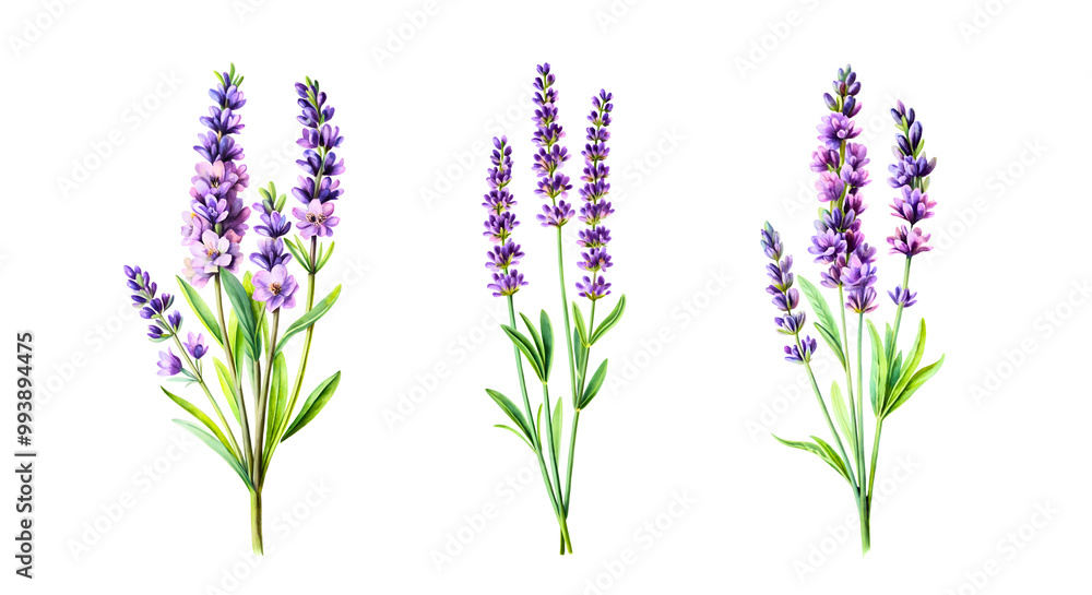 Naklejka premium lavender isolated on a white background