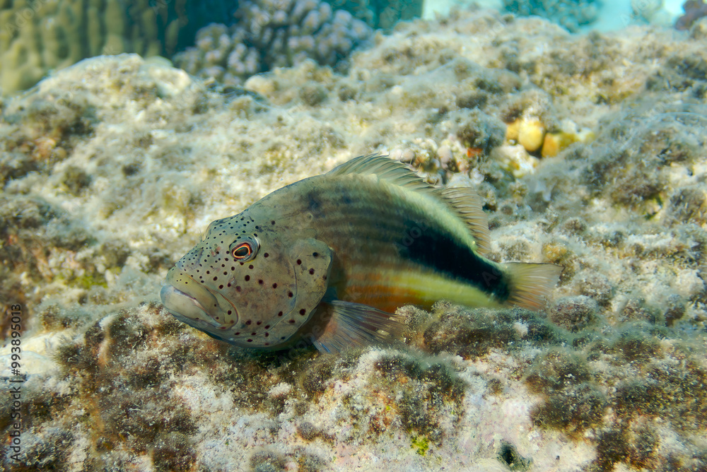 fish in the sea fish in the sea