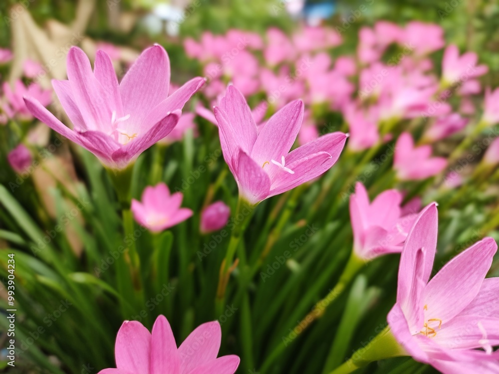 pink flowers in a garden with green leaves and a yellow center. pink flowers in a garden with green leaves and a yellow center.