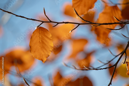 Dry autumn leaves on thin tree branches against a blue sky.