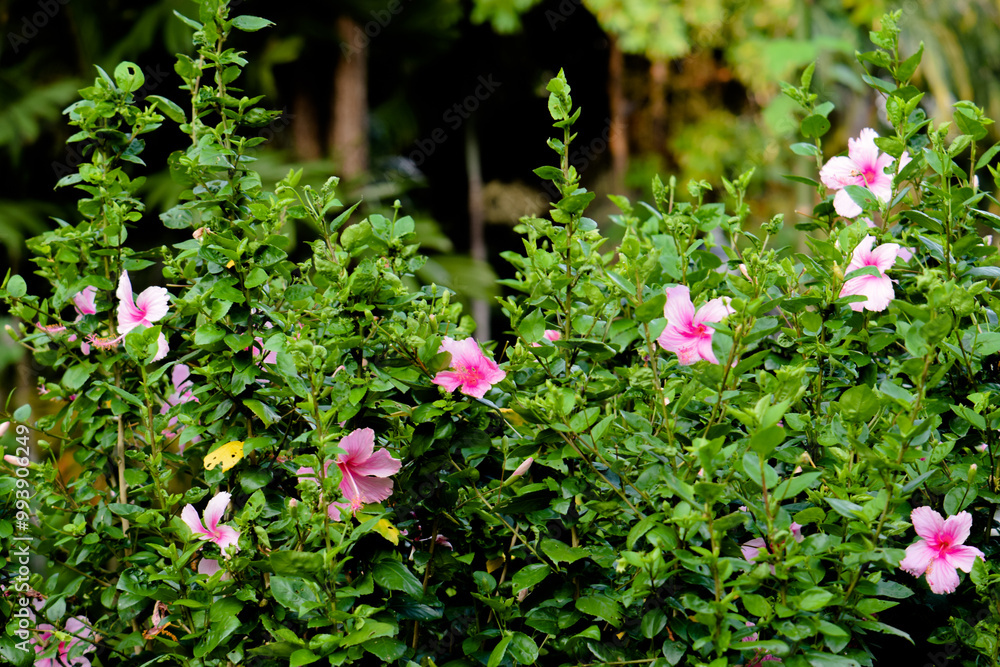Pink hibiscus flowers on a bush in a garden. Pink hibiscus flowers on a bush in a garden.