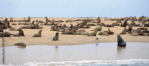 Large Cape Seal Fur Colony on Sandwich Harbour - Namibia. They come here to breed and to give birth photo