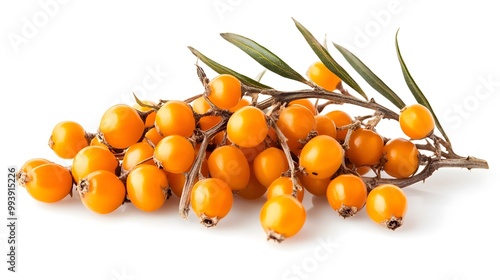 sea buckthorn isolated on white background 