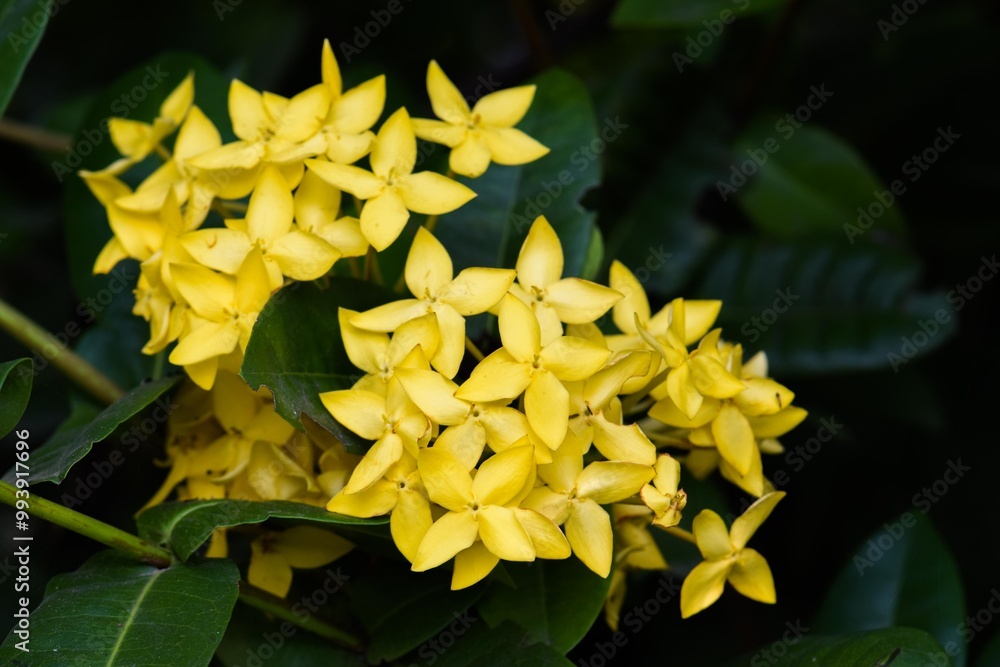 Yellow Ixora, also known as West Indian Jasmine, on a bush in a garden. Yellow Ixora, also known as West Indian Jasmine, on a bush in a garden.