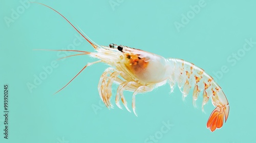 Tiny Shrimp Grasping for Attention Against Background photo