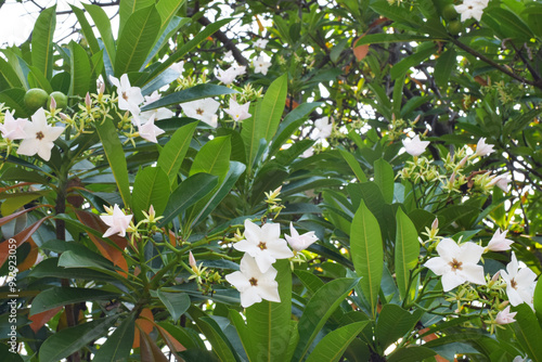 Cerbera odollam Flowers (Suicide Tree, Pong-pong, Othalanga) Poisonous Plants photo