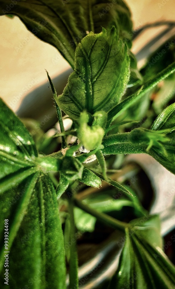 Fresh Green Aloe and White Herb Leaves - Isolated Macro Close-Up of Nature's Spring Flora Fresh Green Aloe and White Herb Leaves - Isolated Macro Close-Up of Nature's Spring Flora