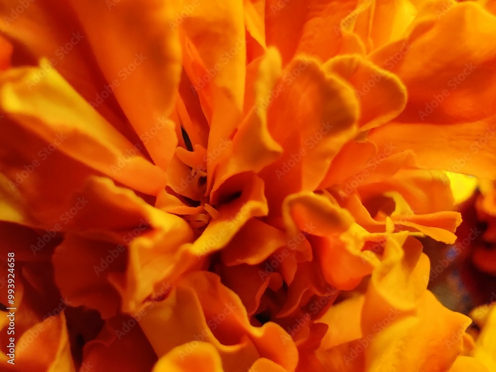 Macro Close-Up of Beautiful Orange and Yellow Chrysanthemum in Bloom - Nature's Spring Floral Beauty Macro Close-Up of Beautiful Orange and Yellow Chrysanthemum in Bloom - Nature's Spring Floral Beauty