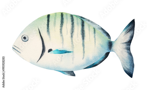 Watercolor of Diplodus sargus, the sargo, common white seabream photo