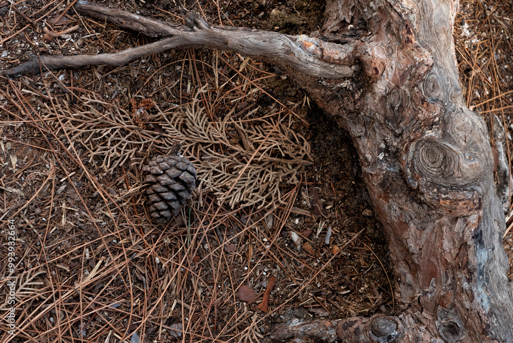 Pine cone on the ground by fallen tree trunk Pine cone on the ground by fallen tree trunk