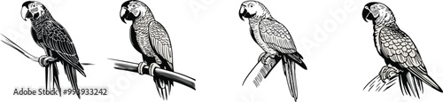 set of macaw bird vector illustration logo design 