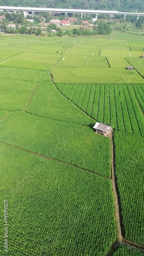 Drone view of green rice fields plantation of Indonesia. Beautiful landscape view for tourism destination. 