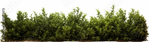 Lush green leaves of a bush displayed on a stark white background, emphasizing the contrast and freshness of nature. 