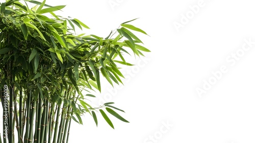 Lush Green Bamboo Foliage in Natural Forest Landscape