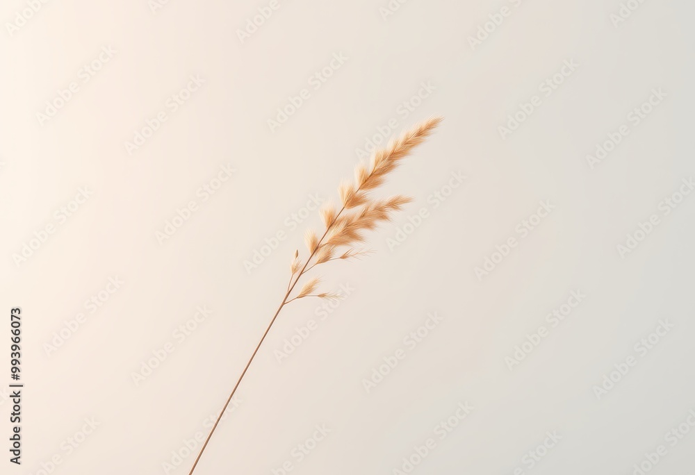 Obraz premium A Single Dried Grass Sprig Against a White Background