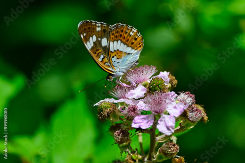 White admiral // Kleiner Eisvogel (Limenitis camilla) photo