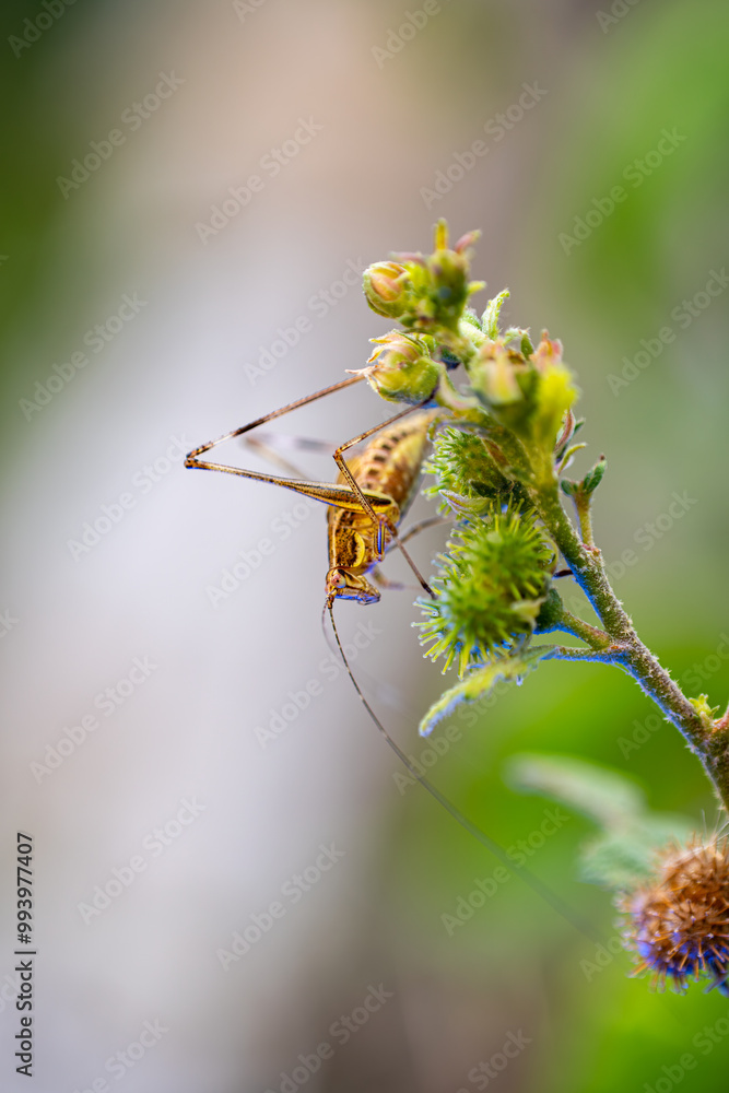 A cricket is perched on a green plant with budding flowers A cricket is perched on a green plant with budding flowers