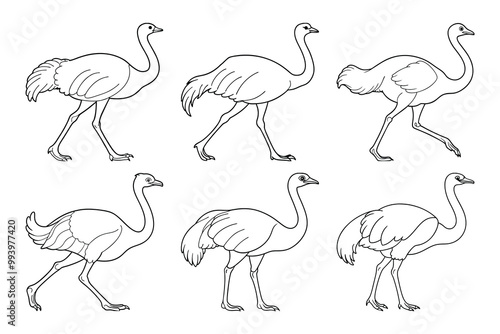 Common Ostrich silhouette bundle set in vector style clip art with white background photo