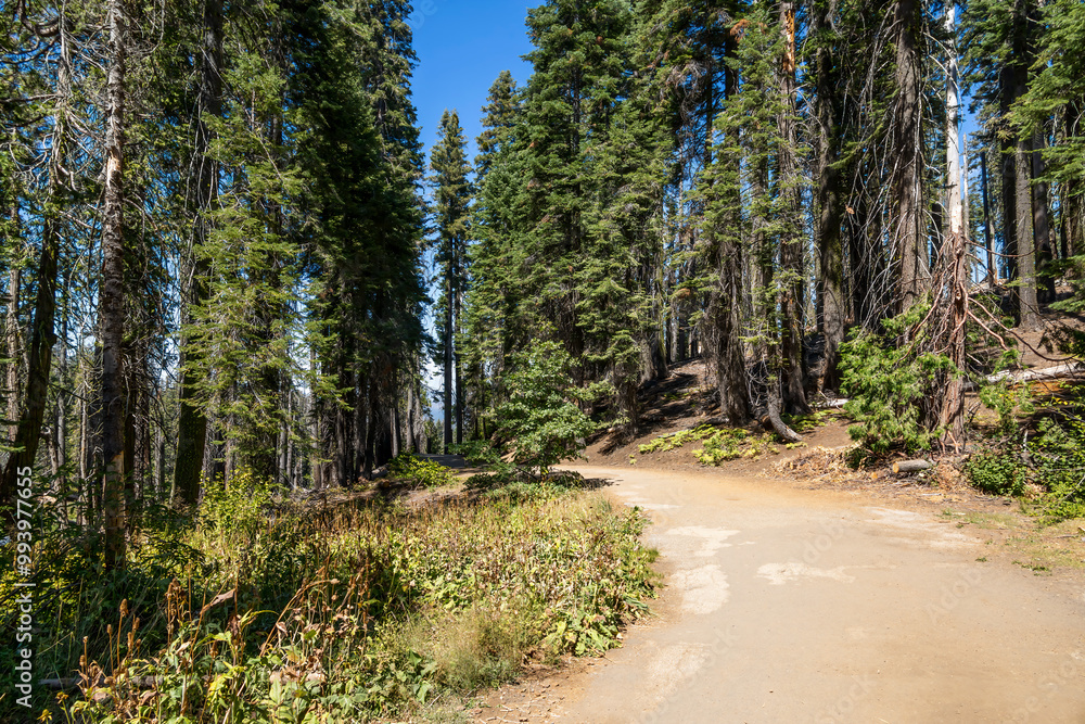 A serene dirt path winds through the towering conifers of Tuolumne Grove in Yosemite National Park. Sunlight filters through the canopy, illuminating the lush forest floor. A serene dirt path winds through the towering conifers of Tuolumne Grove in Yosemite National Park. Sunlight filters through the canopy, illuminating the lush forest floor.