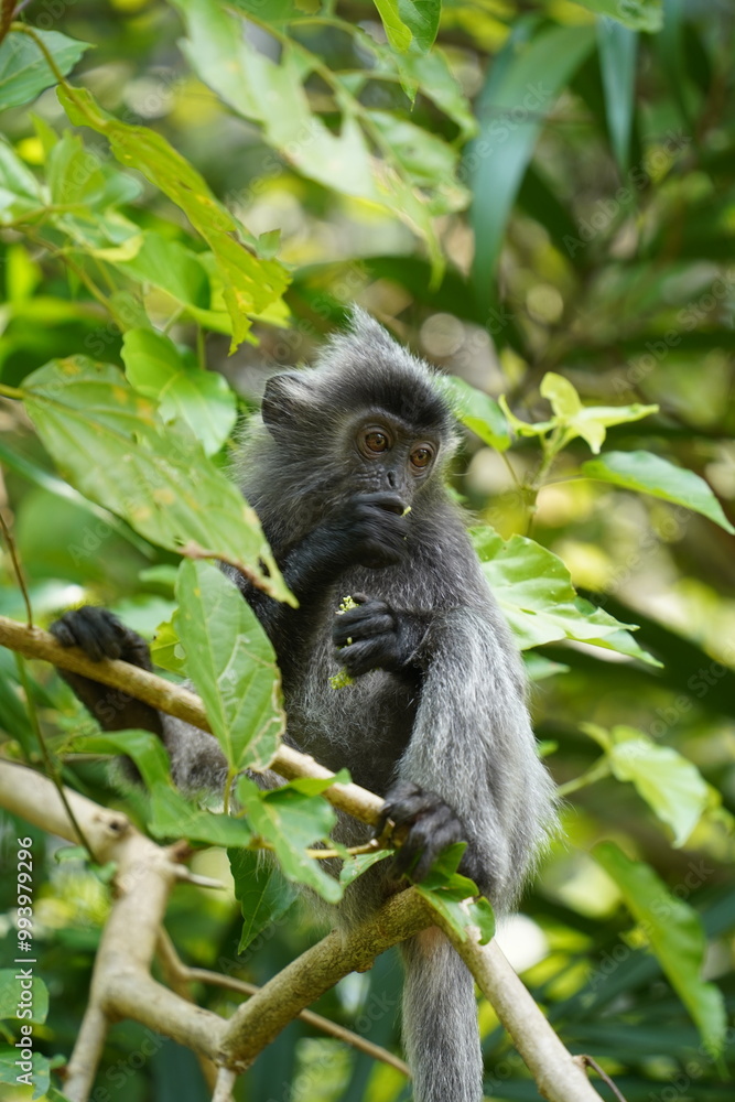 Obraz premium white tailed macaque
