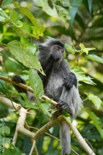 white tailed macaque