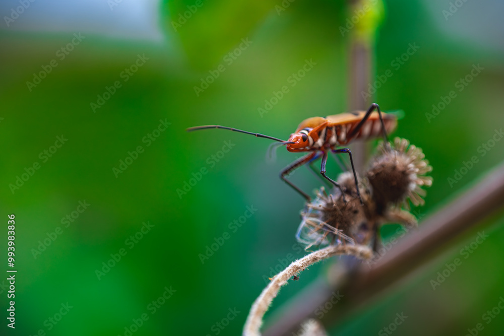 A close-up of an orange insect on a plant stem with a blurred green background. Copy space for text and advertising. Nature wallpaper A close-up of an orange insect on a plant stem with a blurred green background. Copy space for text and advertising. Nature wallpaper