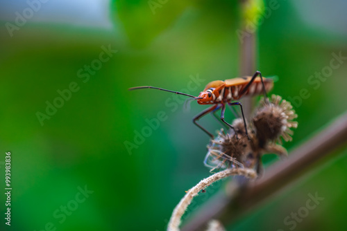 A close-up of an orange insect on a plant stem with a blurred green background. Copy space for text and advertising. Nature wallpaper