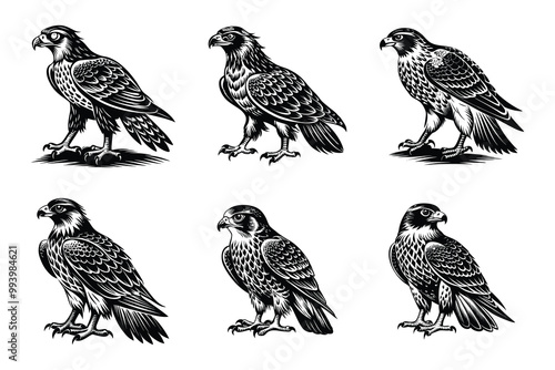 Falcon silhouette design bundle set in creative vector clip art with a white background