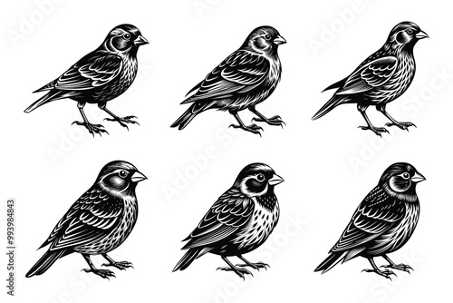 Wallpaper Mural Finch silhouette bundle set in vector style clip art with white background Torontodigital.ca