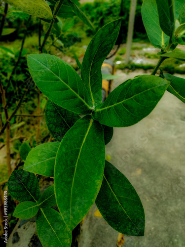 Wallpaper Mural leaves in the garden. Akaw plants green leafs. Torontodigital.ca