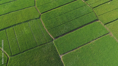 Drone view of green rice fields plantation of Indonesia. Beautiful landscape view for tourism destination. 