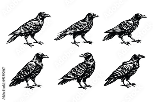 Crow silhouette bundle set in vector style clip art with white background