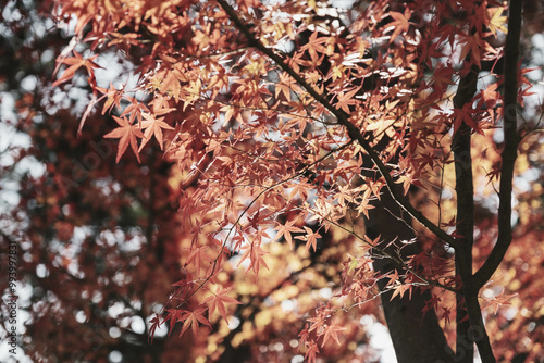 [KYOTO]A world-famous temple in Kyoto that is famous for its autumn foliage, The colorful autumn leaves are impressive, Bishamondo-Monzeki, Japan