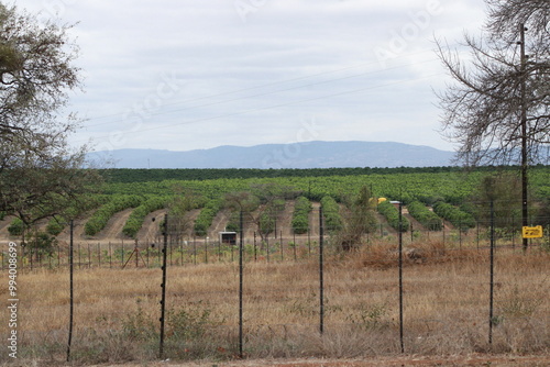 citrus fruit farm with small and big green orange trees