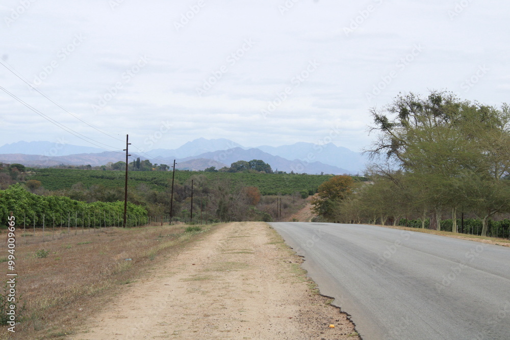 citrus fruit farm with small and big green orange trees citrus fruit farm with small and big green orange trees