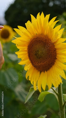 sunflower in the field