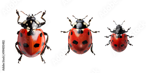 Close-up of a Ladybug with Red Shell and Black Spots on a Transparent Background